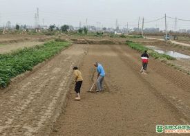 開封杞縣：大蒜搶播中 ()