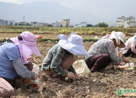 大理賓川：紫皮大蒜致富增收 ()